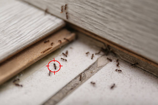 Best Commercial Pest Control Services  in Bellefonte, PA